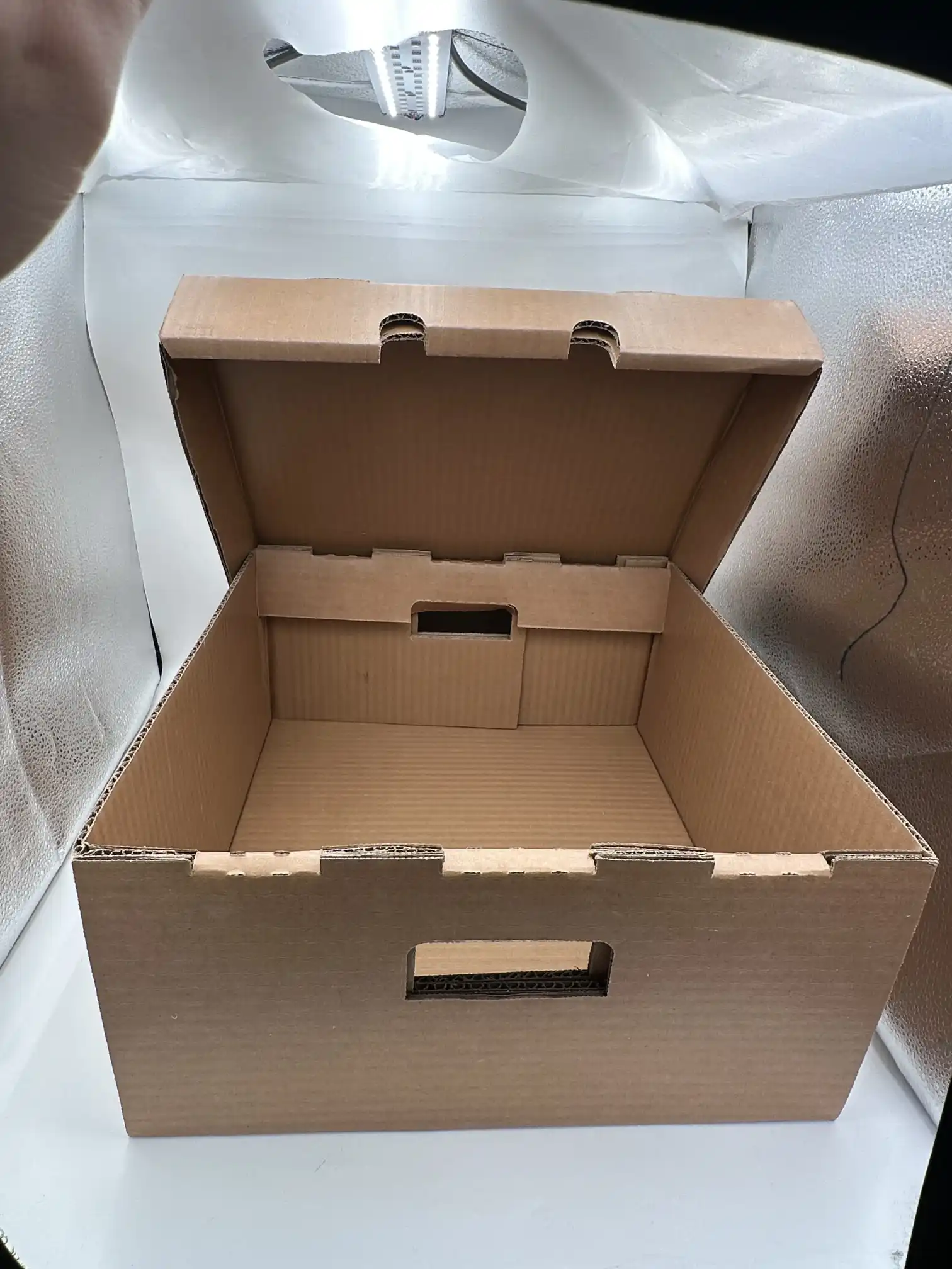 Голема восочена брановидна кутија